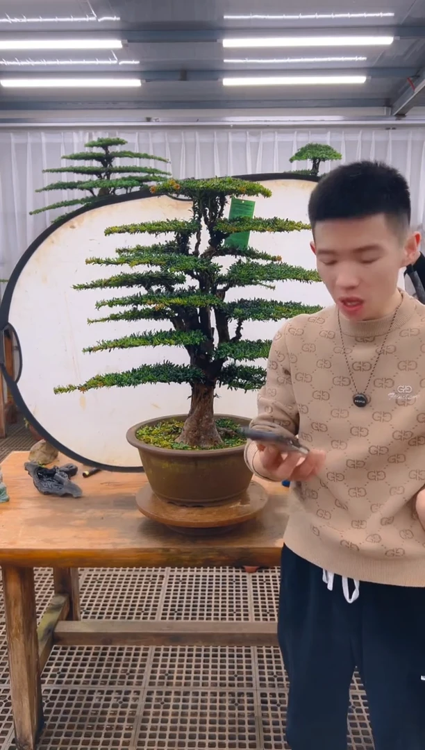 无花朵用****9精品盆景直播间一物一拍