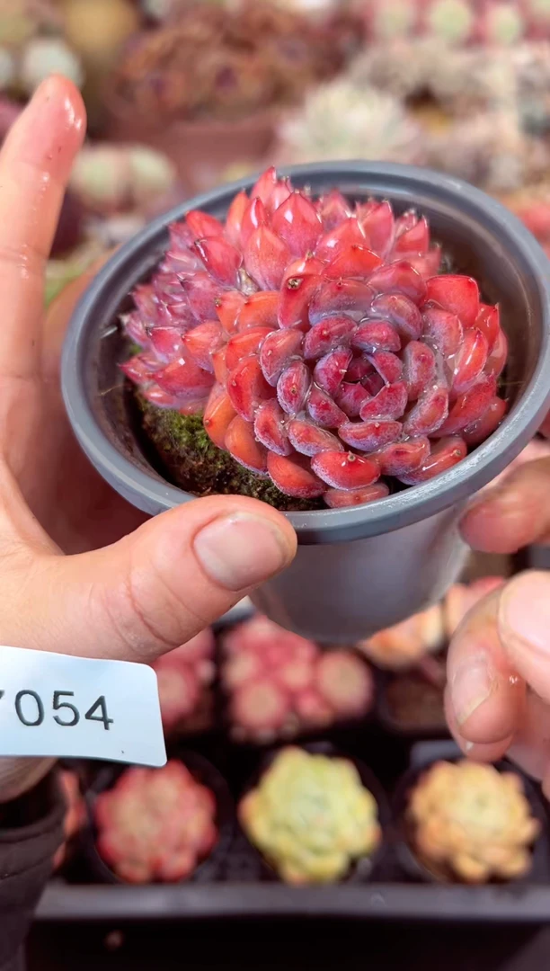 【闪购商品】7054黑曼巴多肉