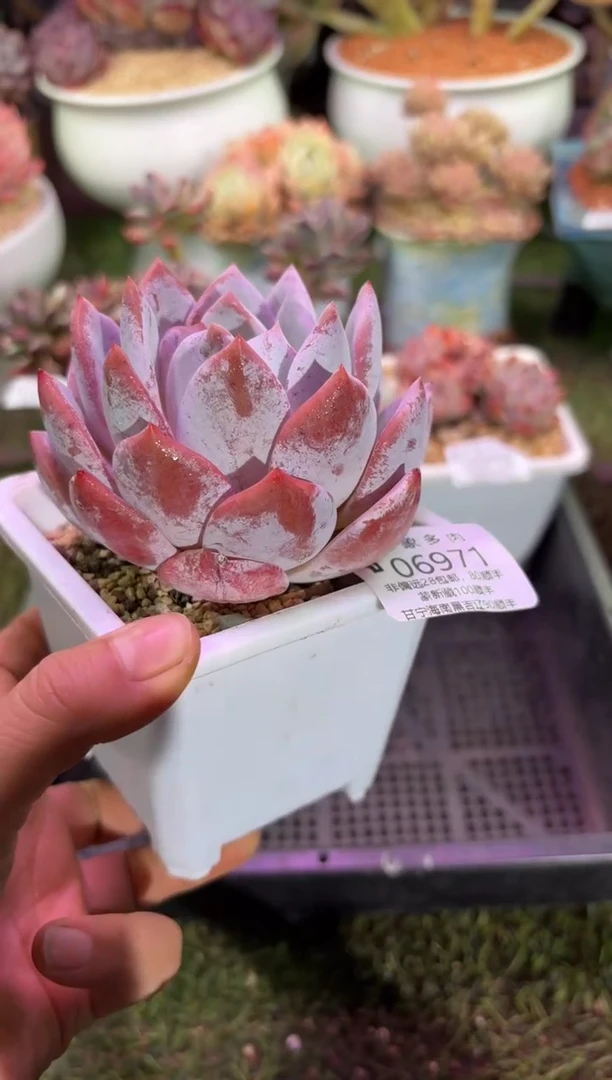 【闪购商品】06971