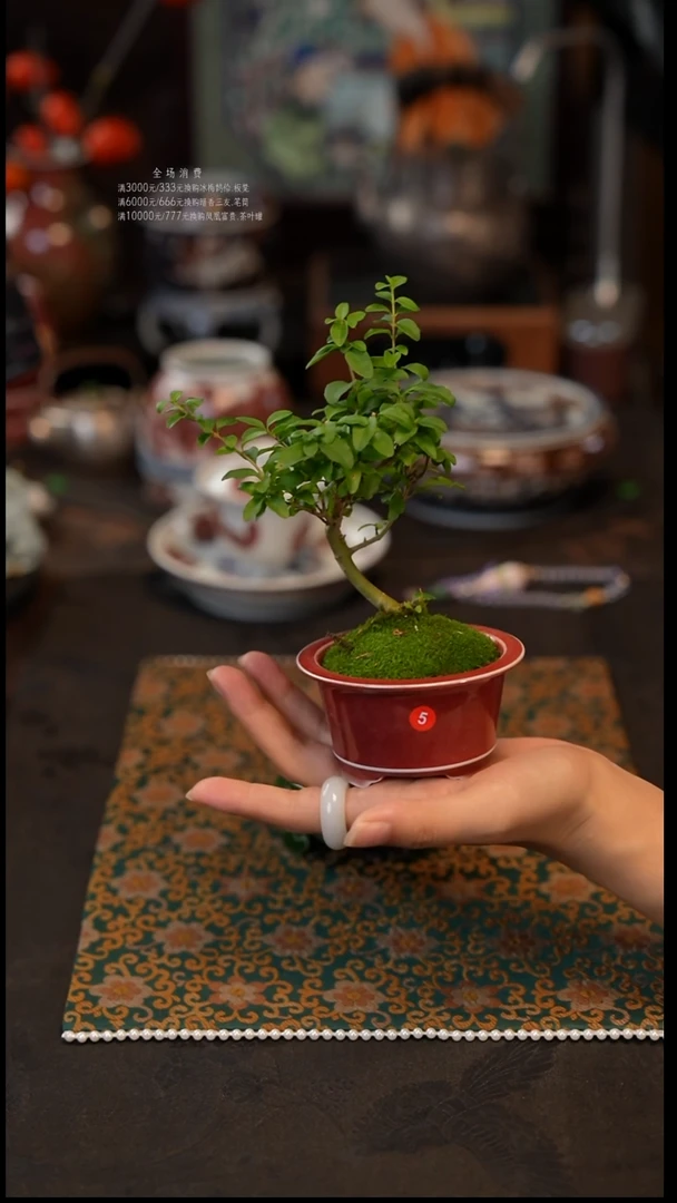 植物5  景德镇陶瓷福利款