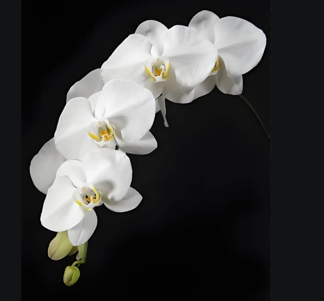 【大白V3】双花剑精品蝴蝶兰高品质白色高贵大白花鲜花生日礼物