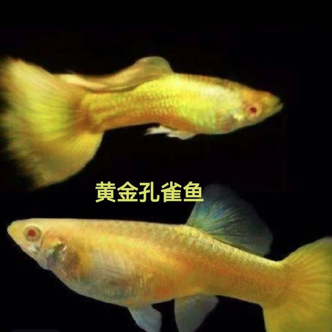 精品孔雀鱼满鳞黄金皮实大气金黄孔雀鱼小型观赏鱼淡水小鱼大尾