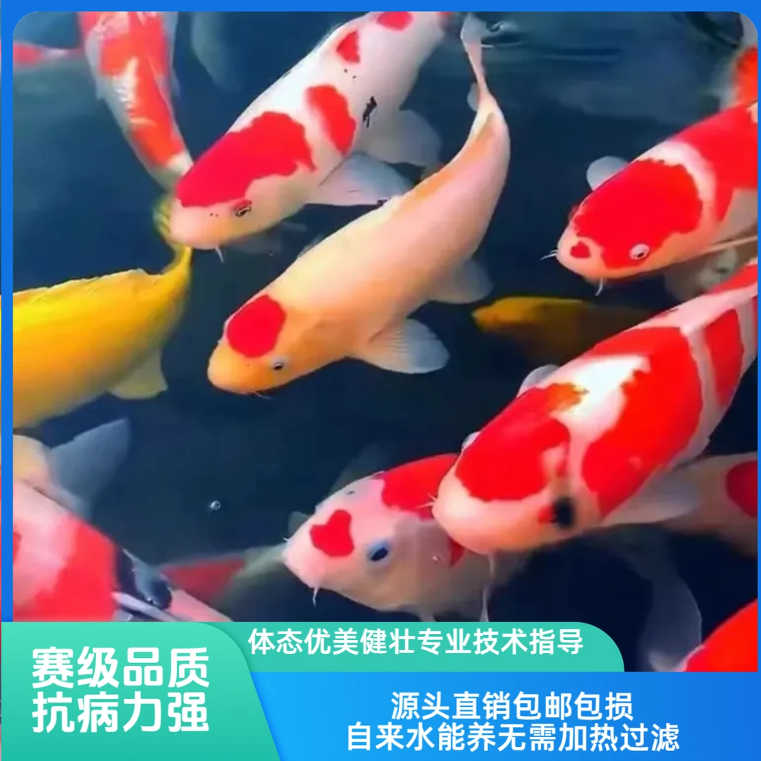 10条9-11公分赛级日系血统锦鲤鱼好养混搭活体泡沫箱冰袋包邮发货