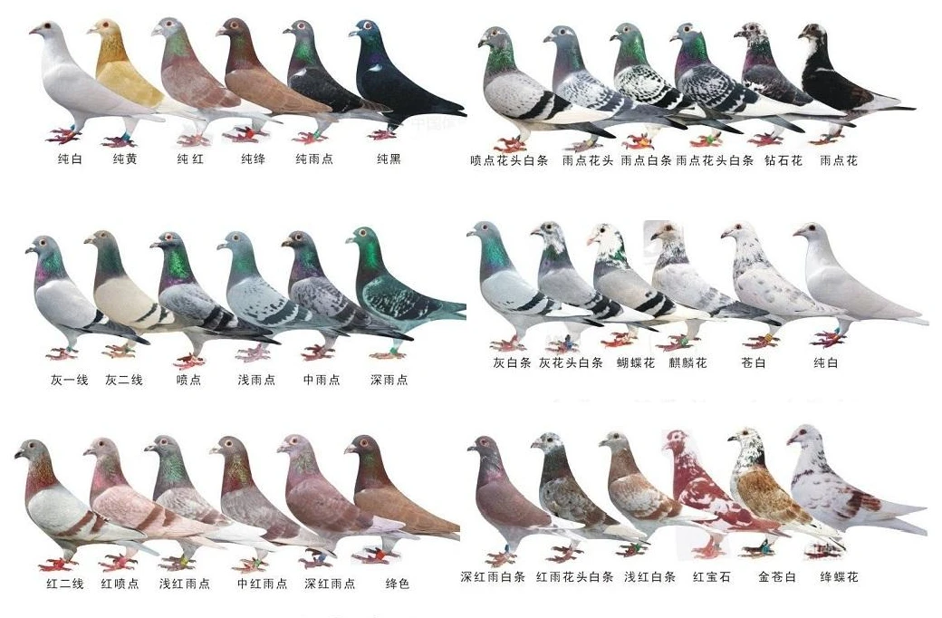 5/1 直 播 挑 选 链 接