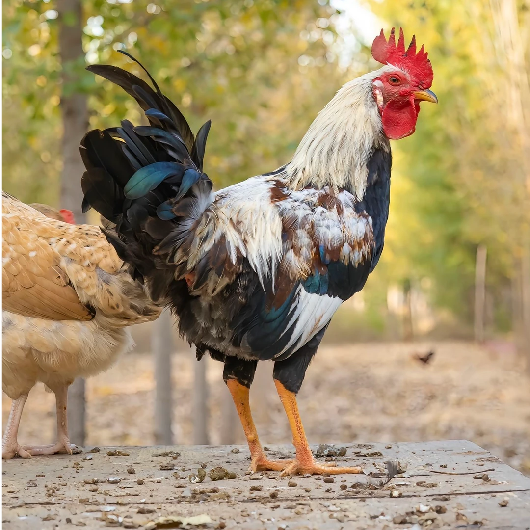 正在开产五颜六色散养花羽 宠物鸡 2.5斤发货包邮到家