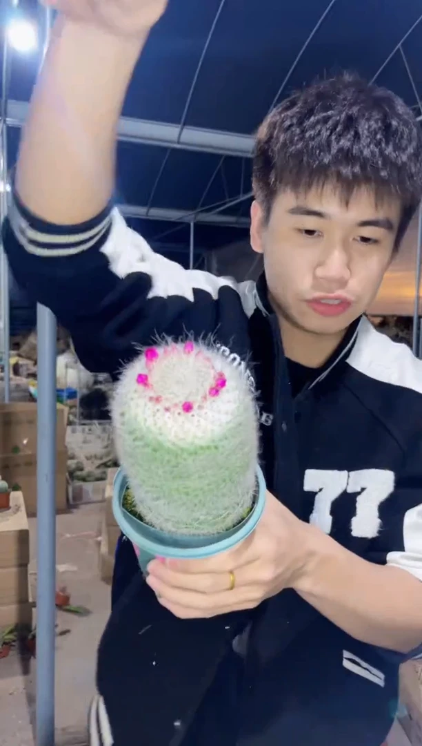 【闪购商品】大单头 玉翁