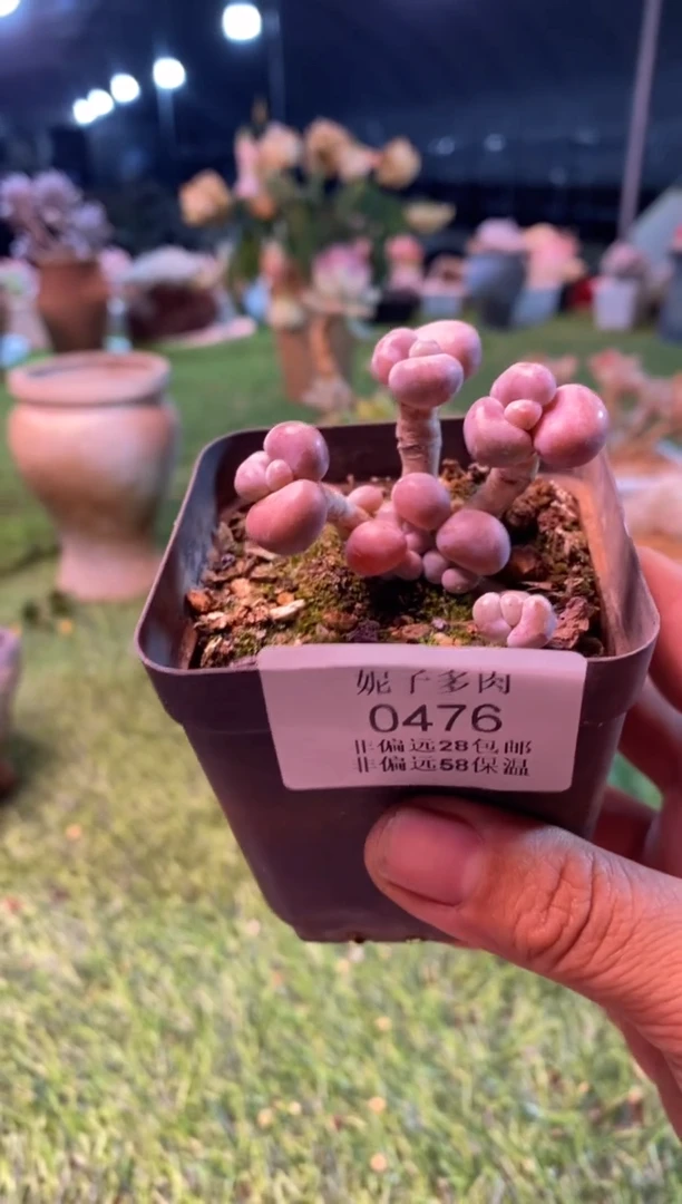 0476aa（满28包邮发货）