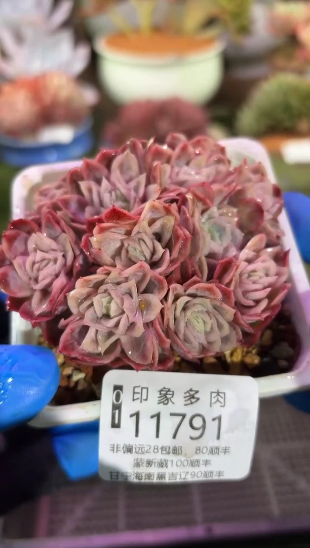 【闪购商品】11791