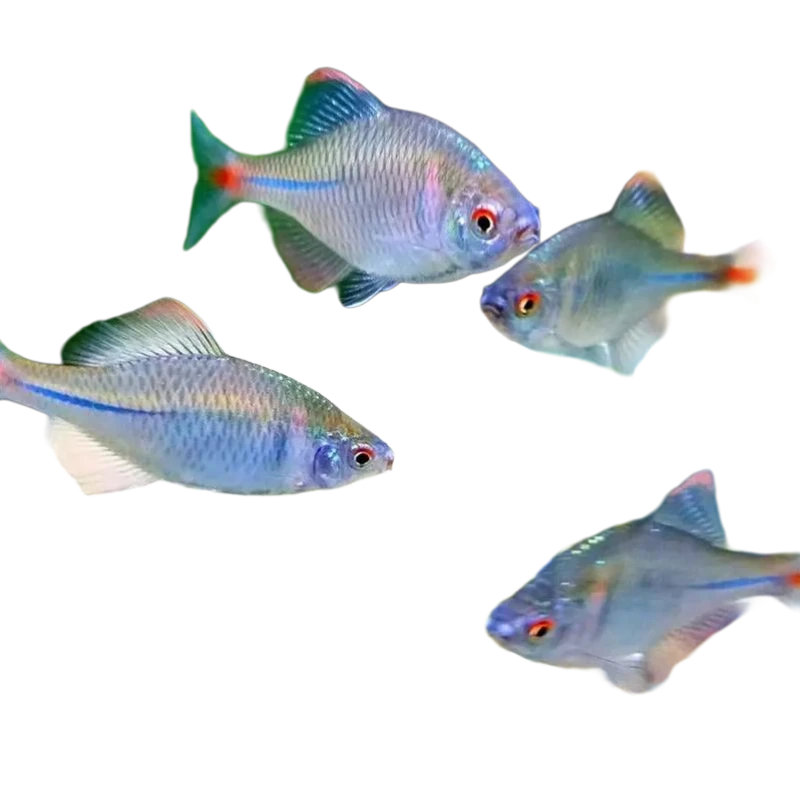 七彩高体鳑鲏鱼一物一拍