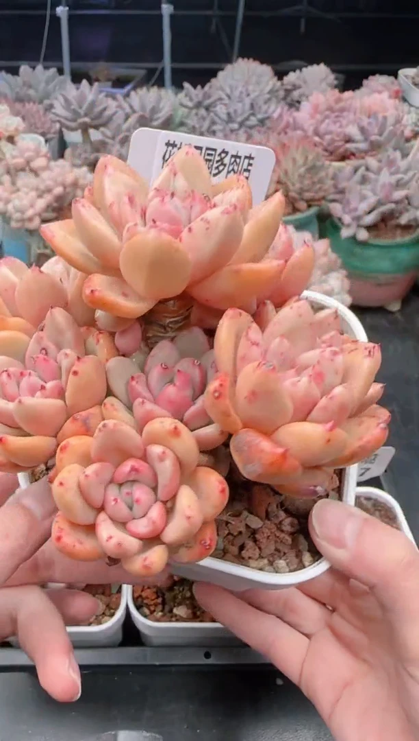 【闪购商品】8170奶油鳄梨