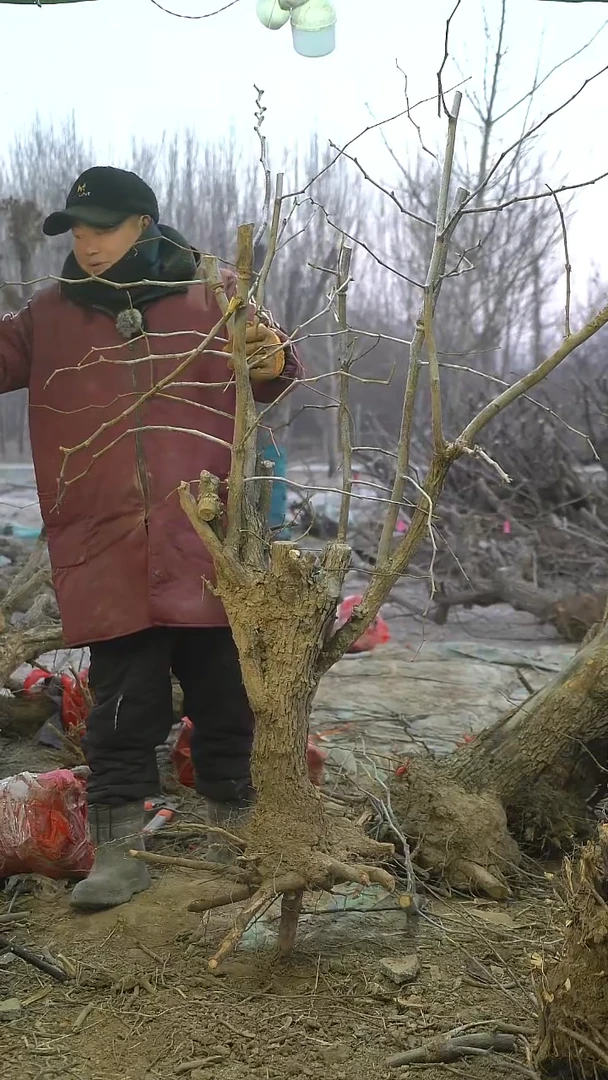 完全开放枣树1449