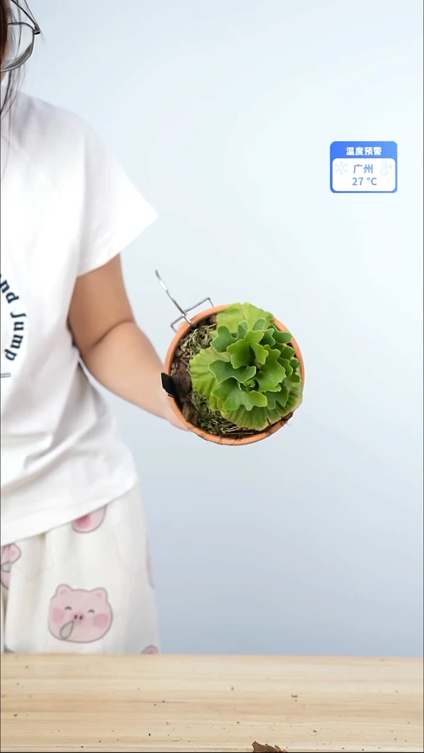 不开花植物A615侏儒银叶亚猴