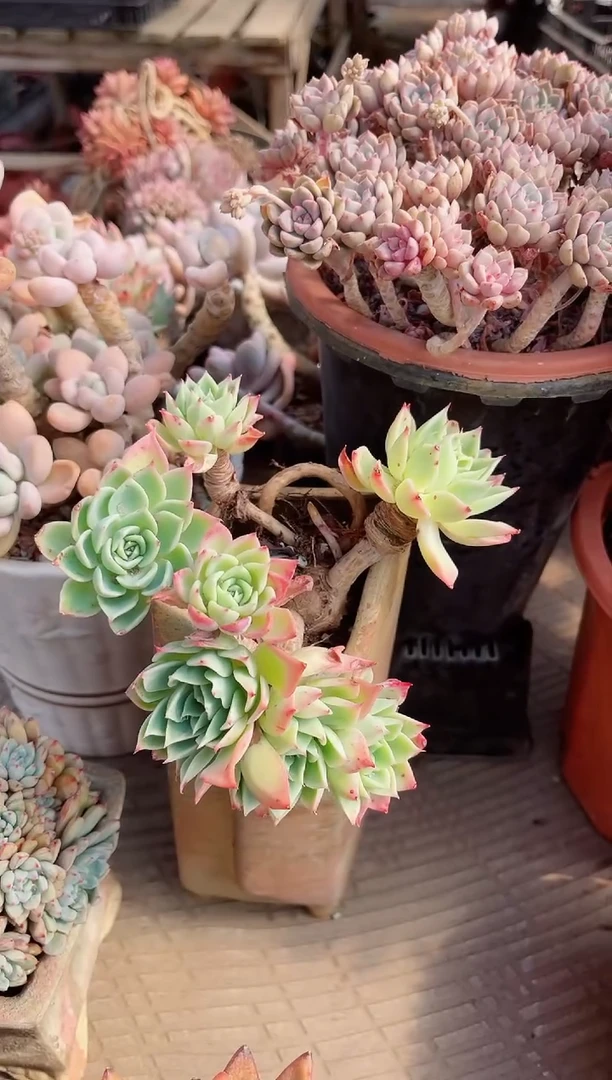 【闪购商品】19027