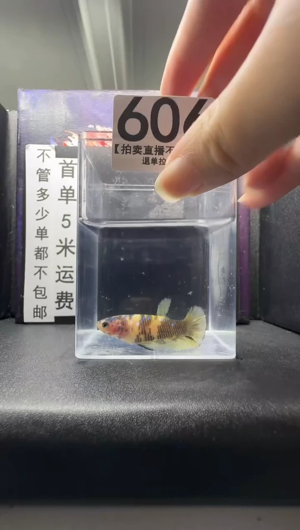 斗鱼母鱼编号：606