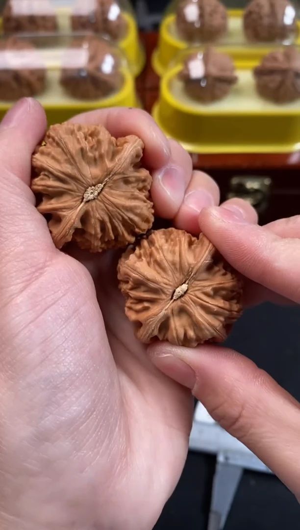 把件文玩核桃白狮子36尺N365