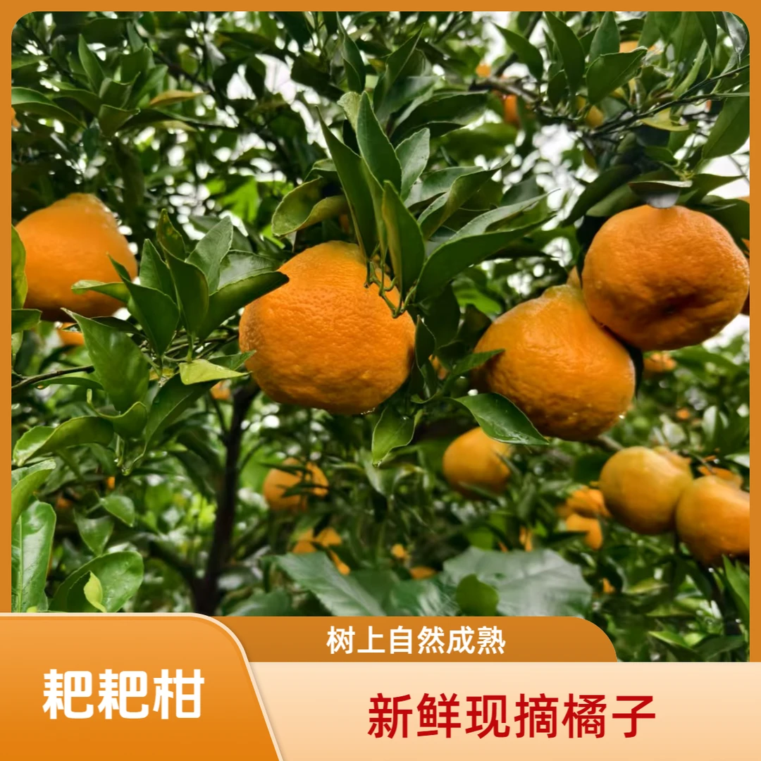 四川耙耙柑正宗耙耙柑手剥橘子颗粒饱满