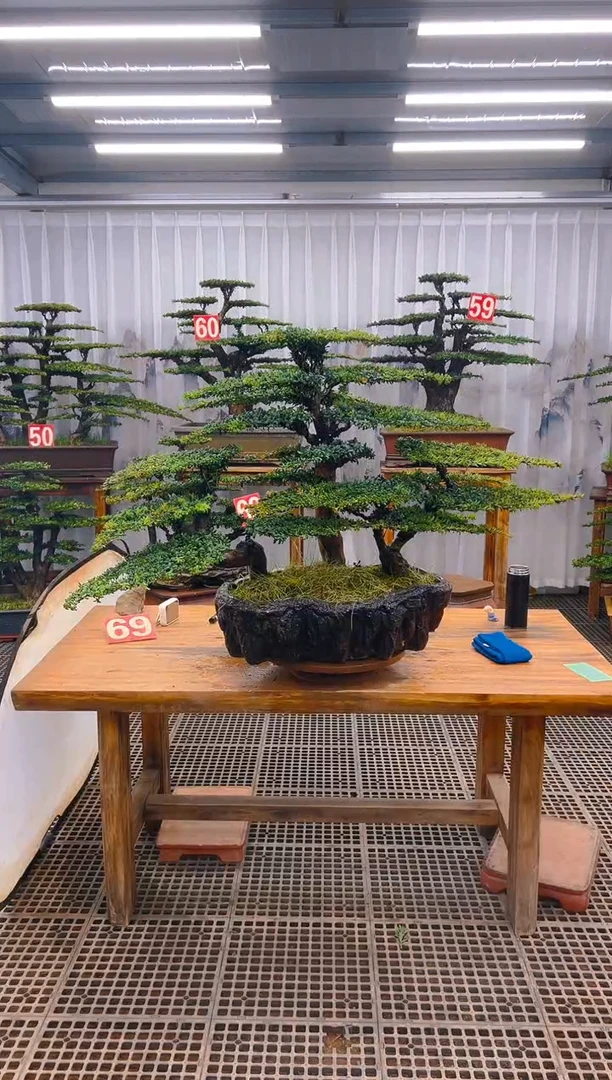 【闪购商品】紫砂精品盆景直播间一物一拍