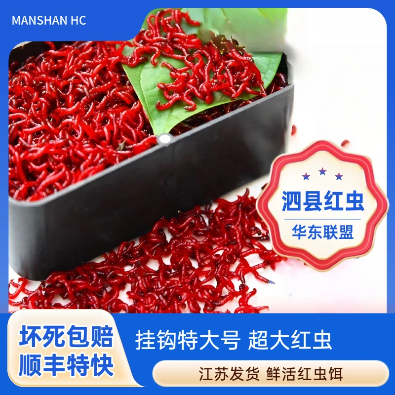【拉饵中小号】中小号鲜活整斤红虫活饵