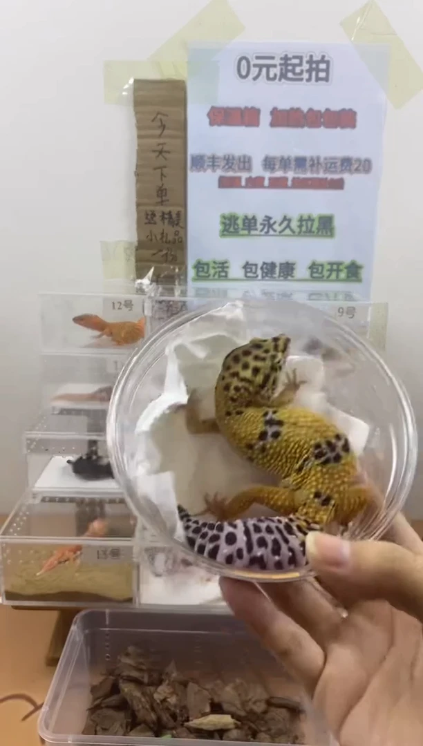 豹纹守宫豹纹守宫幼苗亚成体成体肥尾