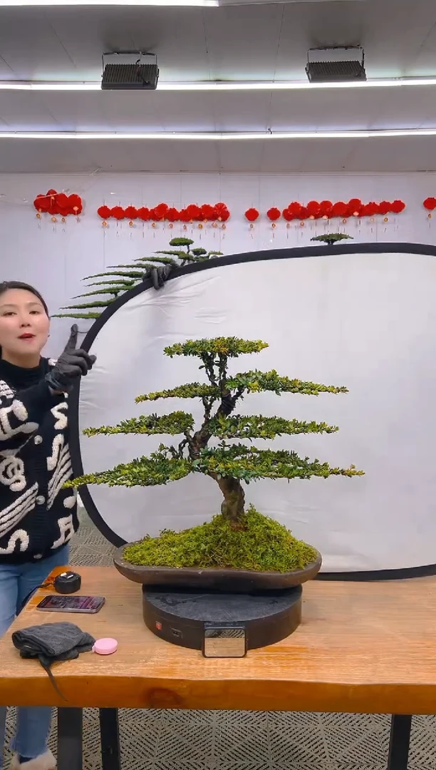 【闪购商品】盆景1