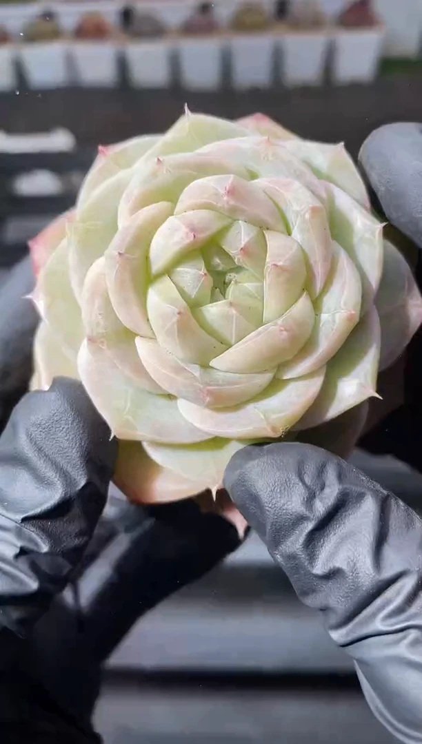 29-15 皇家之心4-5厘米量拍发一颗