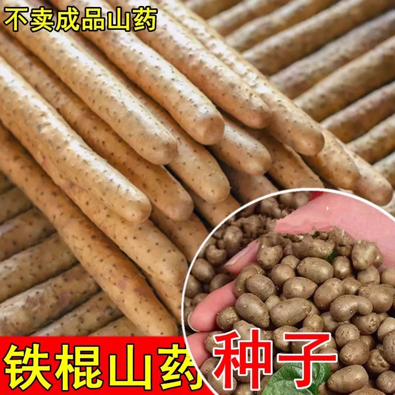 铁棍山药种子 怀山药蛋淮山药种苗山药嘴子发芽的山药豆育苗盆栽