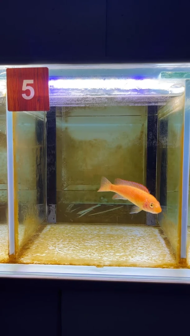 海水鱼三湖慈鲷人工