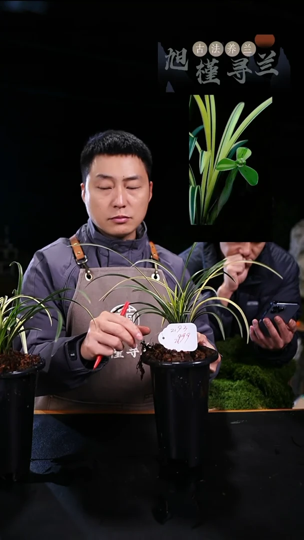 当前无花栽培后可以开花鱼*宋梅缟艺（大爆盆6苗草）