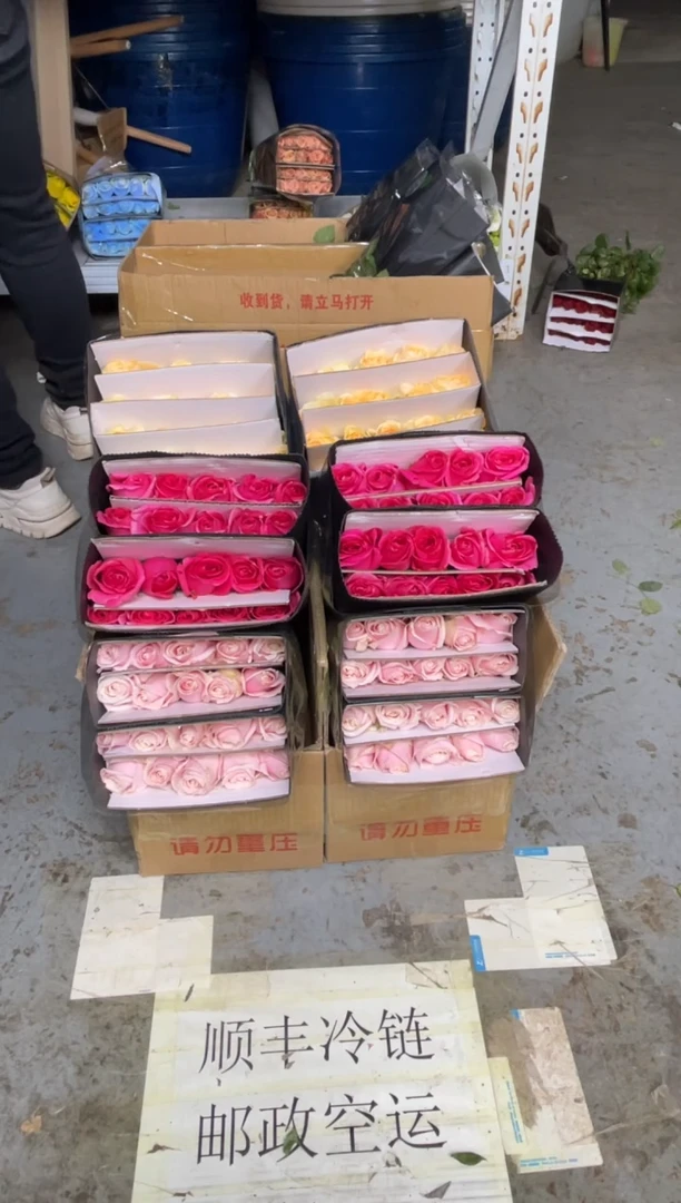 粉红20枝+佛洛依德20枝+香槟20枝