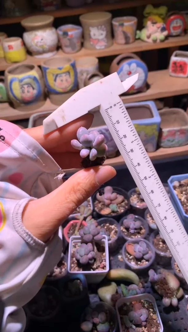 奶酪锦多肉哦哈哈