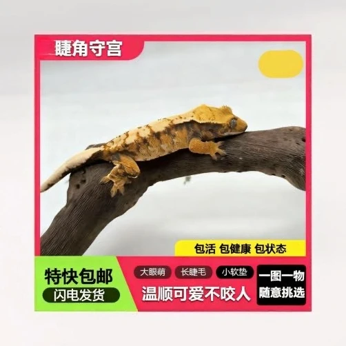 睫角守宫适合新手饲养的桌面活体爬宠萌宠卡布，莉莉白守宫