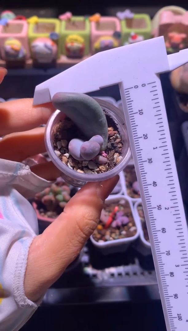 米可叶插苗，满28包邮，不满发一个叶片到付