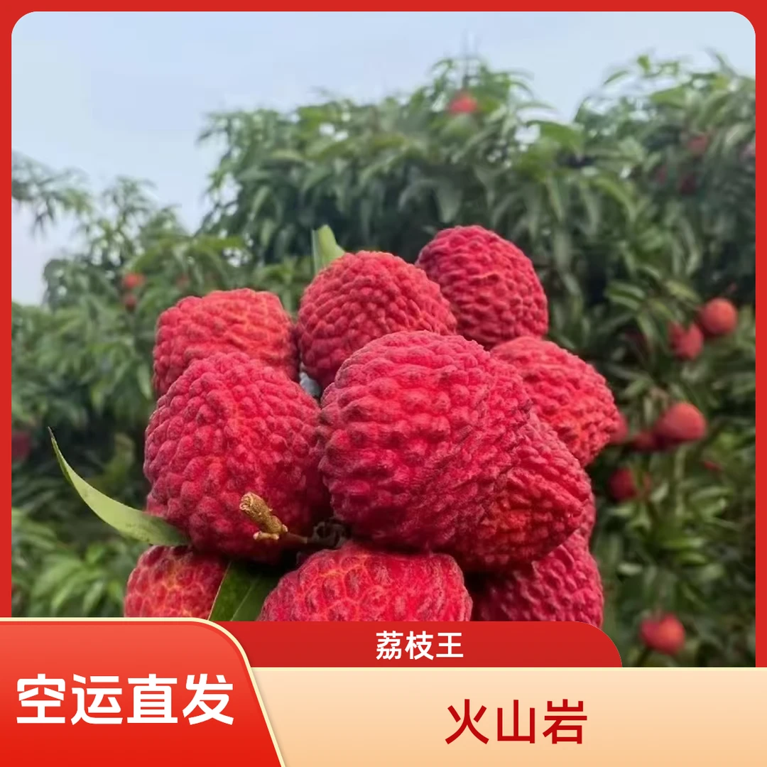 【现货顺丰/空运京东】海南永兴火山岩荔枝王《永兴镇直发》