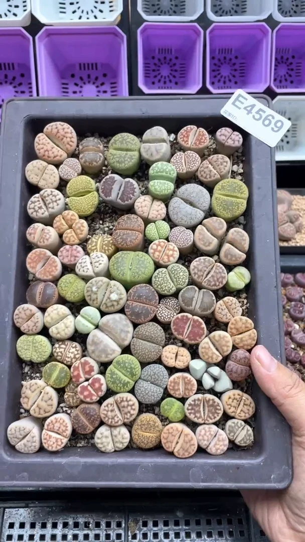 4569直播一物一拍