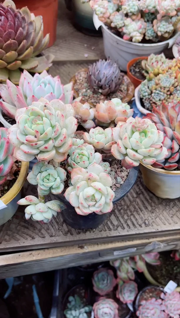 【闪购商品】06057