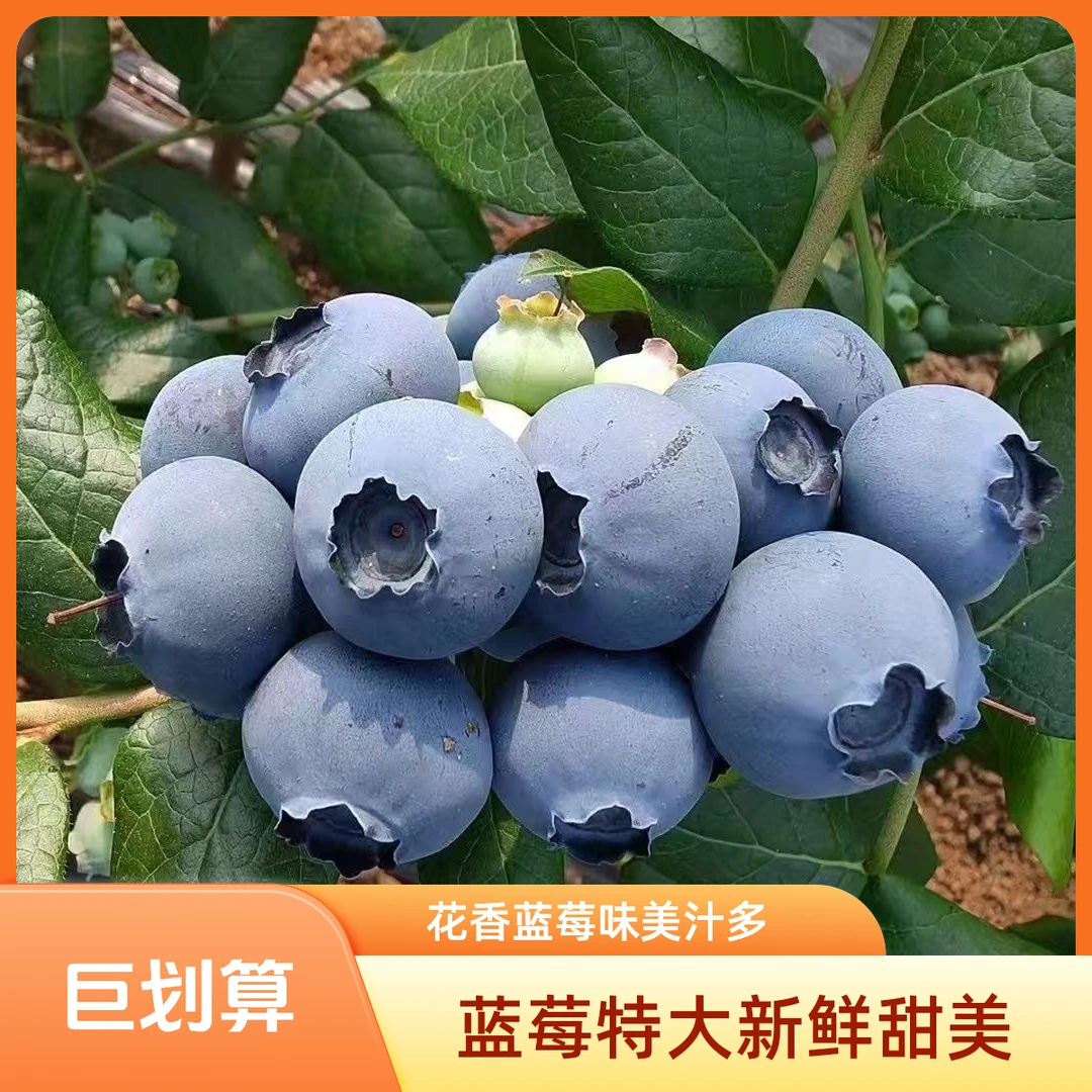【拍三盒送三盒】蓝莓鲜果云南高山蓝莓新鲜脆甜水果带盒100g/盒