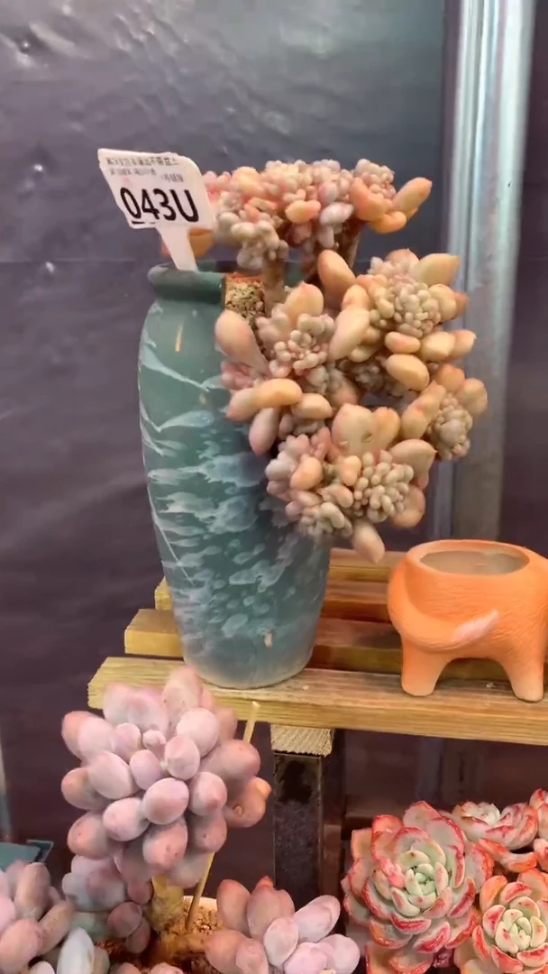 043 U（一物一拍，精品多肉，w所见即所得 ）