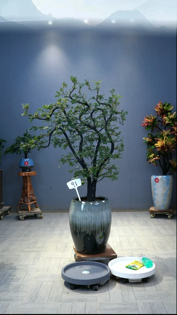 当前无花朵，栽培后可花朵夜**！黑骨茶