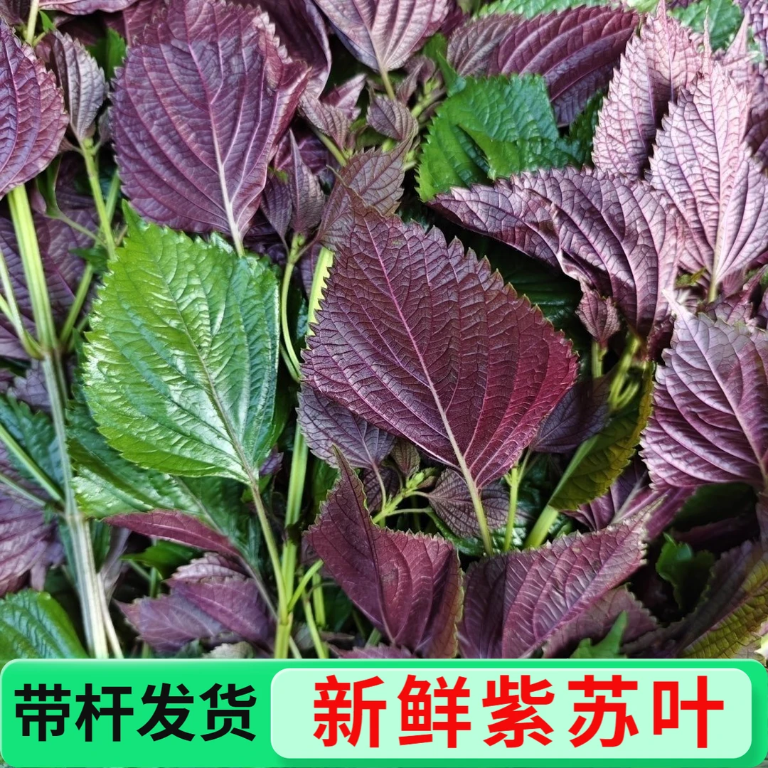 新鲜紫苏叶带杆现摘火锅鱼生去腥提鲜增香可食用农家自种广西精选