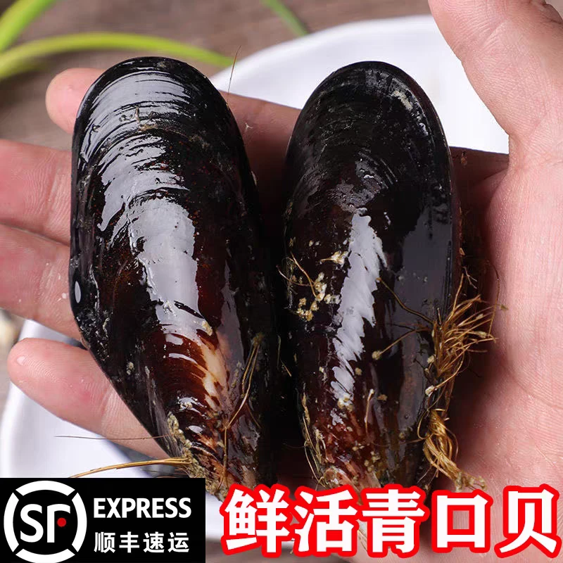 青口鲜活当天捕捞整箱野生海虹批发无沙新鲜贻贝淡菜贝类海鲜水产
