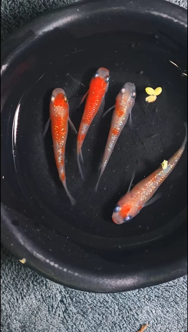 青鳉鱼观背青鳉002