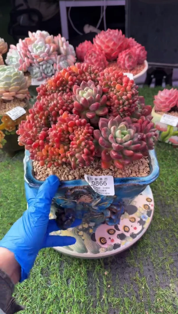 昆明印象多肉0866