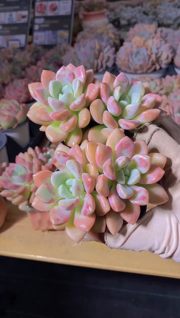 B169-M花斑鹭双头6.5cm2颗（量拍）