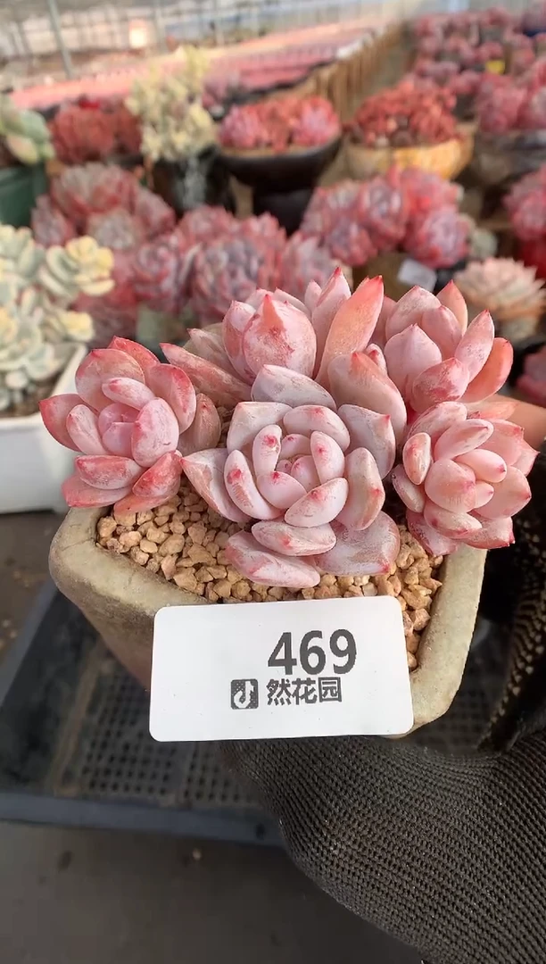 469韩橙多肉植物一物一拍