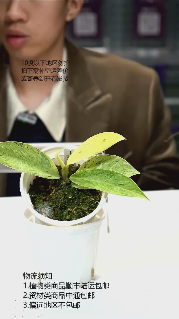 完全开放rhaphidophora elliptica variegated