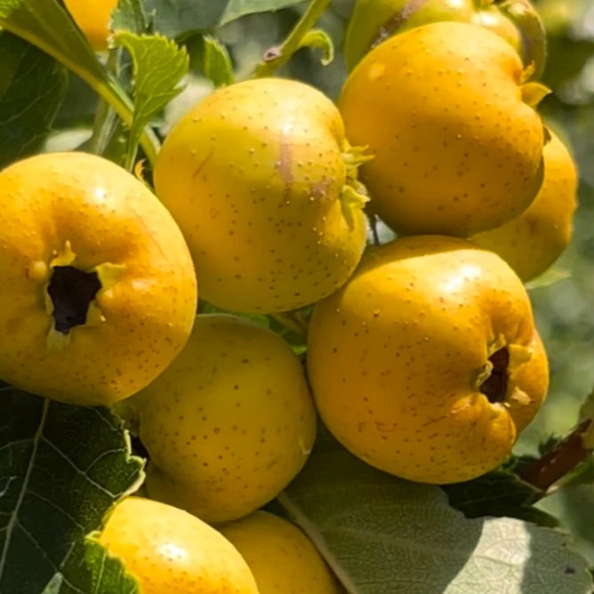 【黑小子】新疆黄金奶油山楂1盒（净果200g）