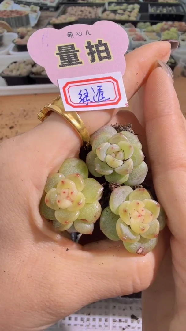 绿透单双混 3颗量拍混发 满9.9包邮