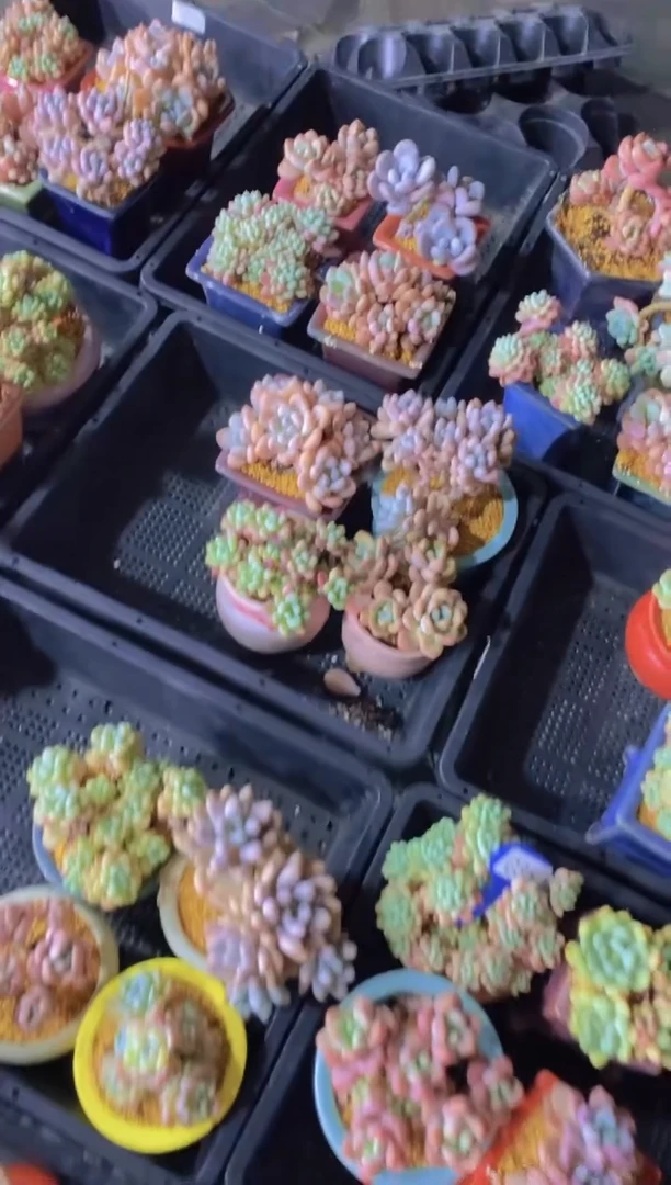 C36-圆滚滚多肉组合脱土发（量拍）