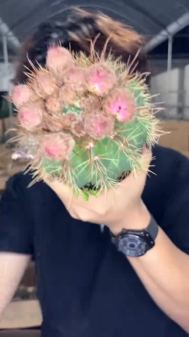 红花青丸【带花苞】8-11cm