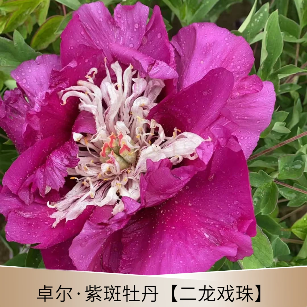 【二龙戏珠】观赏紫斑牡丹花，精品嫁接苗抗旱抗寒，先发花肥秋季发